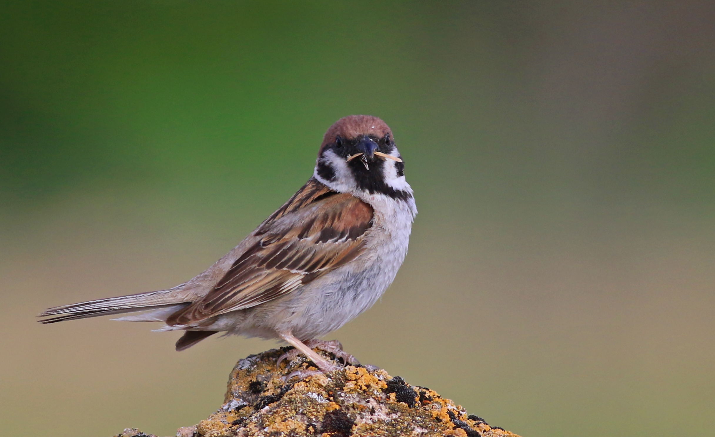 Eurasian Tree Sparrow